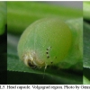thym sylvestris larva5 volg2